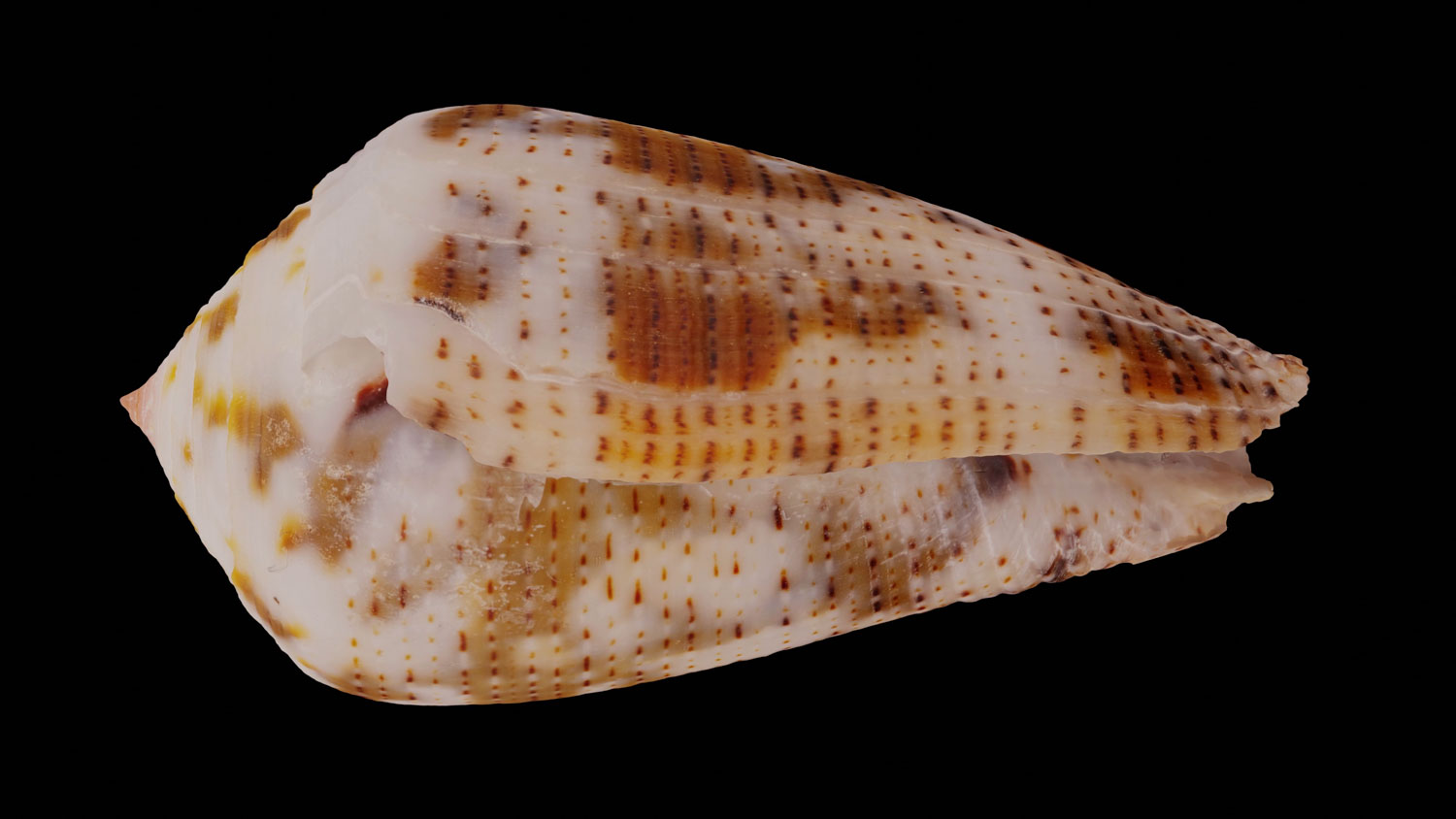 Conus decurtata 